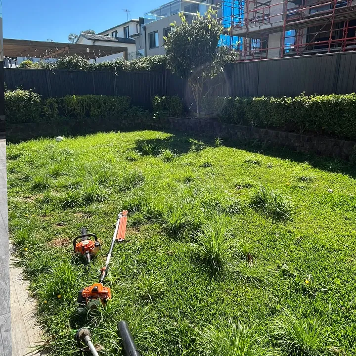 An overgrown backyard with long tussocky grass and untrimmed hedges